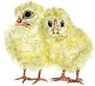 Hühnerküken / Baby Chickens