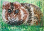 Black-bellied field hamster / Feldhamster
