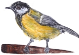 Coal-tit / Kohlmeise