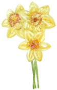 Daffodil / Narzisse - Osterglocke
