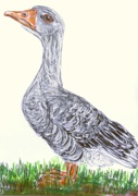 HausganS grau / Domestic goose grey