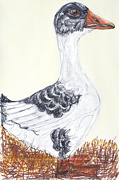 Hausgans gestreift / Domestic goose striped
