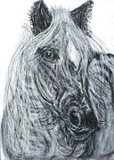 Hauspferd braun / Domestic horse grey