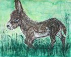 Eselfohlen / Donkey Foal