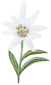 Edelweiss - Edelweiß