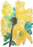 Forsythia-twig in blossom / Forsythienzweig in Blüten