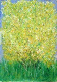 Forsythiabush / Forsythienstrauch