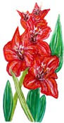 Gladiolus / Gladiole