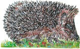 Igel / Hedgehog