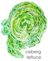 iceberg lettuce