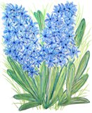 Italian Bluebell / Blaue Hyazinthe