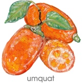 kumquat