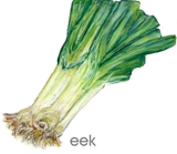 leek