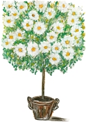 Marguerite-Tree / Margheritenbäumchen