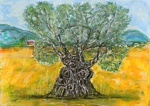 Olive Tree / Olivenbaum