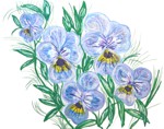 Pansy / Stiefmütterchen