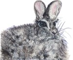 Rabbit / Wildkaninchen