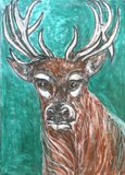 Red Deer / Rothirsch