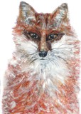 Red Fox / Rotfuchs