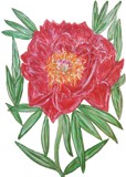 Red Peony / Rote Pfingstrose