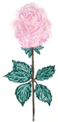 Pink Rose