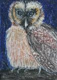 Screech Owl / Waldkauz