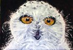 Snow Bubo / Schnee-Eule