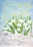 Snowdrops in winter landscape /	Schneeglöckchen in Winterlandschaft