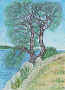 Stone Pine, Dalmatia - Pinie
