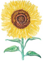 Sunflower / Sonnenblume