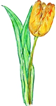 Tulip / Tulpe