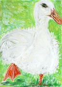 White Domestic Duck / Weiße Hausente