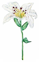 White Lily / Weiße Lilie