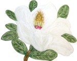 White Magnolia / Weiße Magnolie