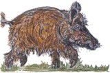 Wildschwein / Wild Boar