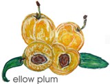 yellow plum